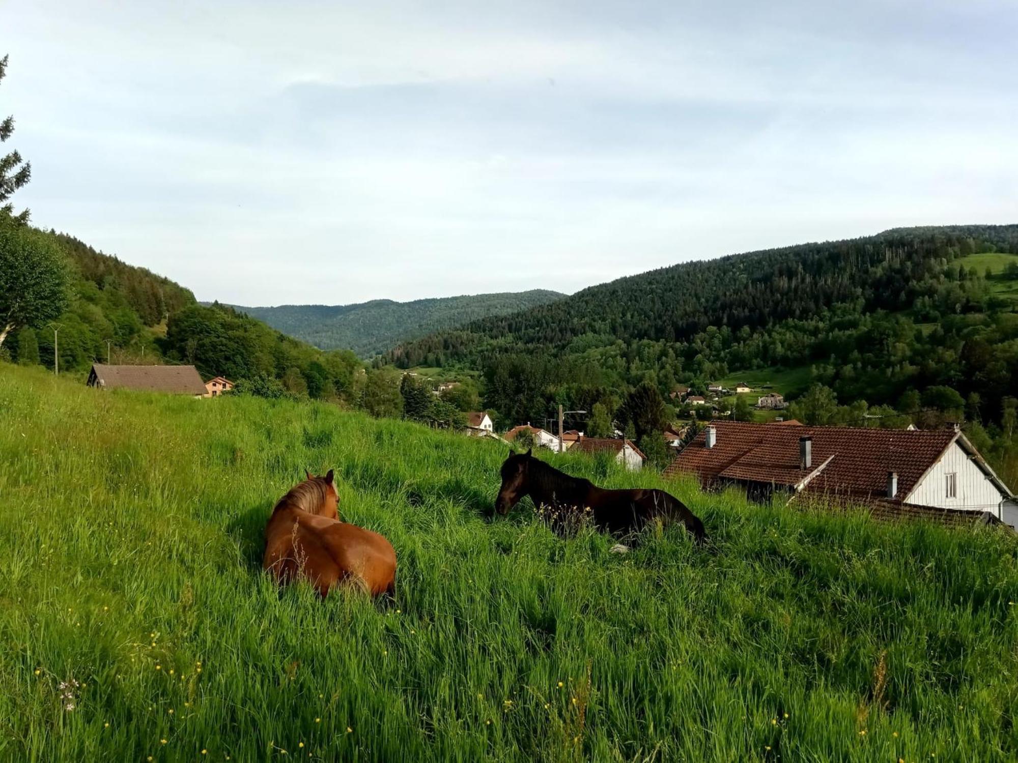 Gîte de famille dans les Vosges Saint-Maurice-sur-Moselle Extérieur photo